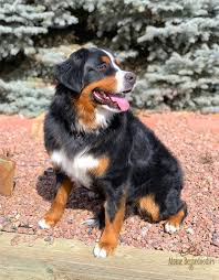 Bernese mountain dogs for adoption , large dog breeds , puppies for sale , puppies for adoption , dog breed selector , bernese. More About Millie Alpine Bernedoodles