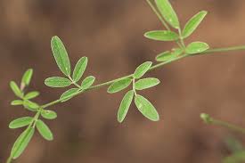 Image result for Indigastrum costatum