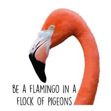 Flamingo famous quotes & sayings: Quotes About Flamingos 33 Quotes