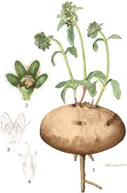 Image result for Raphionacme hirsuta