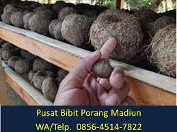 Di video kali ini saya akan berbagi info tentang bibit porang, bibit apa yang akan saya bahas. Jual Bibit Porang Makassar Wa 0856 4514 7822 Afif Jaya Farm Wattpad