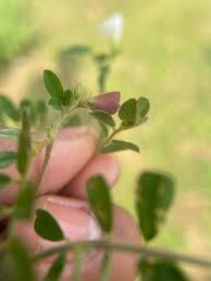 Image result for Tephrosia pumila