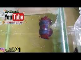 Betta Fish Breeding Process Youtube Betta Ikan Cupang Blog