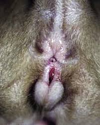 Treatment for rectal prolapse in cats. Rectum Anus And Perineum Veterian Key
