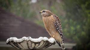 There are 8 different species of hawks that can be found in ohio. Why You Re Seeing More Hawks At Your Birdfeeder Cool Green Science
