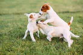Ukc animal auctions coonhound puppies for sale, 1989 ford ranger, 4 cyl, 5 turn your vehicles into cash, eight weeks old, ready to go, speed, new tires. How To Potty Train A Puppy Quora