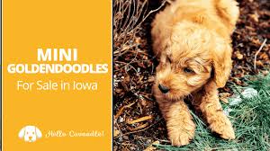 Goldendoodle puppies are ideal for families, especially with children. Mini Goldendoodles For Sale In Iowa Hello Cavoodle