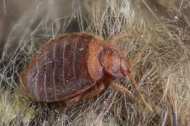 Image result for bed bugs