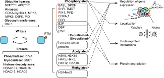 Maybe you would like to learn more about one of these? Post Translational Modifications Drive Plant Cell Differentiation Springerlink