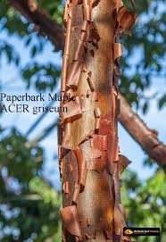 Paper Bark Maple Tree Is Known For It S Coppery Peeling Bark For Fabulous Winter Landscapes Learn More Https Sh Tree Seeds Maple Tree Seeds Seeds For Sale