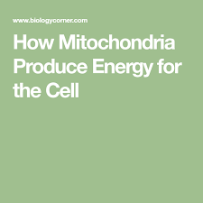 How Mitochondria Produce Energy For The Cell Mitochondria The Cell Cell