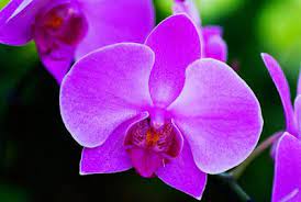 Health Benefits Of Orchids Flower Meanings Blue Orchid Flower Orchids
