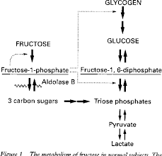 Image result for Hereditary Fructose Intolerance
