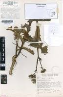 Image result for Sonchus wilmsii