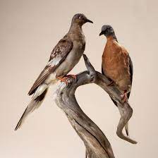 Why Did The Passenger Pigeon Go Extinct