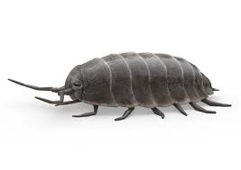 Find out where they hide, what they eat, and how to help get rid of sowbugs and pillbugs. Sowbugs
