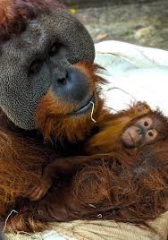 Orangutans are great apes, a classification that includes gorillas, chimpanzees, bonobos and humans. Denver Zoo Orangutan Steps Up As Mr Mom After Young Daughter S Mother Dies Unexpectedly People Com