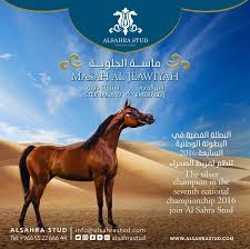 انتقال المهرة الماسة لمربط الصحراء alsahrastud arabian horse horses poster