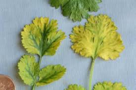 Image result for Alfalfa mosaic virus