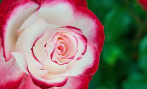 Scegliete tra le rose a cespuglio a grandi fiori, le rose paesaggistiche. La Cote D Azur Cet Eternel Laboratoire Du Vegetal