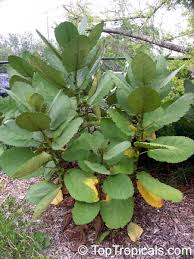 Image result for Wigandia urens