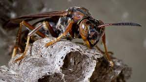 Paper wasps build their nests in fairly easy to reach areas. How Much Does Wasp Removal Cost Angi