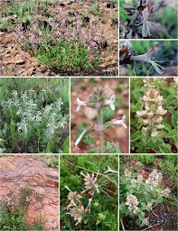 Image result for Syncolostemon elliottii