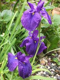 Japanese Iris Care How And When To Plant Japanese Irises Japanese Iris Japanese Plants Japanese Garden Plants