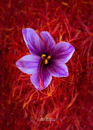 Purple On Twitter In 2021 Saffron Flower Flower Garden Pictures Saffron Seeds