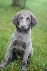 Below are the different dog breeds with any blue in their coat. Pin By Candi Naranjo On Photo Is Worth A Thousand Words Weimaraner Puppies Puppies Weimaraner Dogs