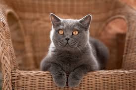 Some of the most common grey cat breeds are maine coon, exotic, american short hair, sphynx, cornish rex and norwegian forest cats. List Of 8 Stunning Grey Cat Breeds With Pictures And Descriptions