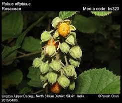 Image result for Rubus ellipticus