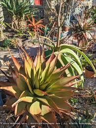 Image result for Aloe decurva