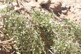 Image result for Boscia albitrunca