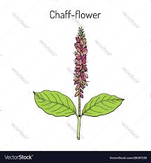 Image result for Achyranthes aspera