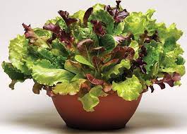 Maybe you would like to learn more about one of these? Simply Salad Summer Picnic Mix Lettuce Mix Pelleted Stokes Seeds