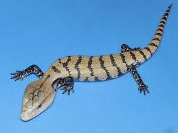 Check out our blue tongue skink selection for the very best in unique or custom, handmade pieces from our куклы и миниатюры shops. Baby Juvenile Blue Tongue Skink For Sale Tiliquia Gigas Halmahera Blue Tongue Skink Animals Pet Lizards