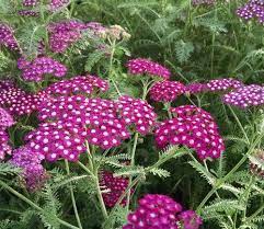 32 Pretty Fragrant Perennials New Vintage Violet Yarrow Achillea Perennials Fragrant Fragran Organic Gardening Tips Organic Vegetable Garden Flowering Vines