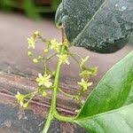 Image result for Elaeodendron croceum