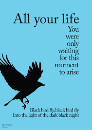 Black Bird In The Dead Of Night Pin On Lyric Art