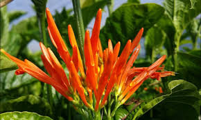 Image result for Justicia sp. B