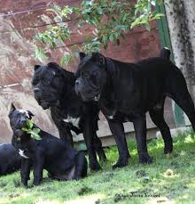 https www facebook com photo php fbid 700963256724654 hunde cane corso riesige hunde