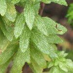 Image result for Pycnostachys reticulata