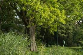 Viele gartenbesitzer fragen sich wann der richtige zeitpunkt ist um die hecke zu schneiden und was es zu beachten gilt. Hecke Unzulassig Schneiden Umwelt Bussgeldkatalog 2021