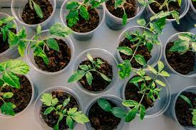 Should I Feed My Freshly Cut, Unrooted Clones?