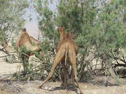 If i don't see a ribbon `round the. The Holyoaks In The Holy Land Camels