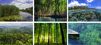 why are carbon sinks so important? by