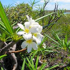 Wild Frangipani Plumeria Obtusa Native Of Jamaica It Is Smaller Up To 6m In Height Or Shrub Like The Leaves Are Frangipani White Flowers Plumeria