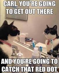 Cat Memes And Laser Beams Lol Cat Funny Cats Funny Pictures Funny Cat Memes
