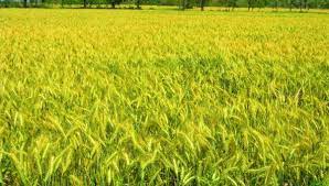 The himalayan ranges of pir panjal, dhauladhar, and lower shivalik hills run from north west to south and east part of state thus it has various terrains ranging. Wheat Cultivation Information Guide Asia Farming